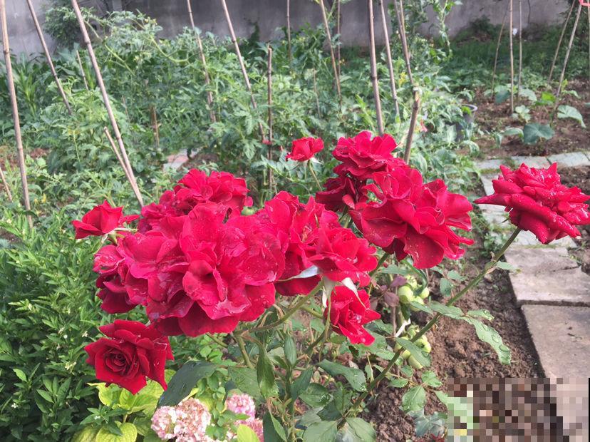 老话说“房前不栽树，屋后不种花”，究竟是科学，还是迷信？