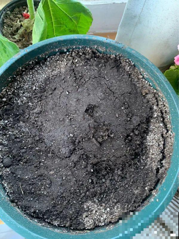 爱“生崽”的花,现在赶紧翻盆,一盆变多盆还能挣钱 爱“生崽”的花,现在赶紧翻盆,一盆变多盆还能挣钱