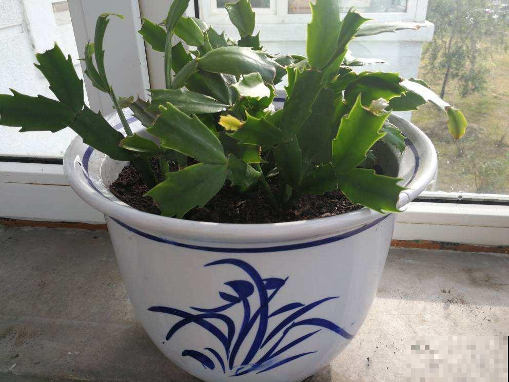 养花积水烂根怎么办？5个办法学起来，保根又促芽