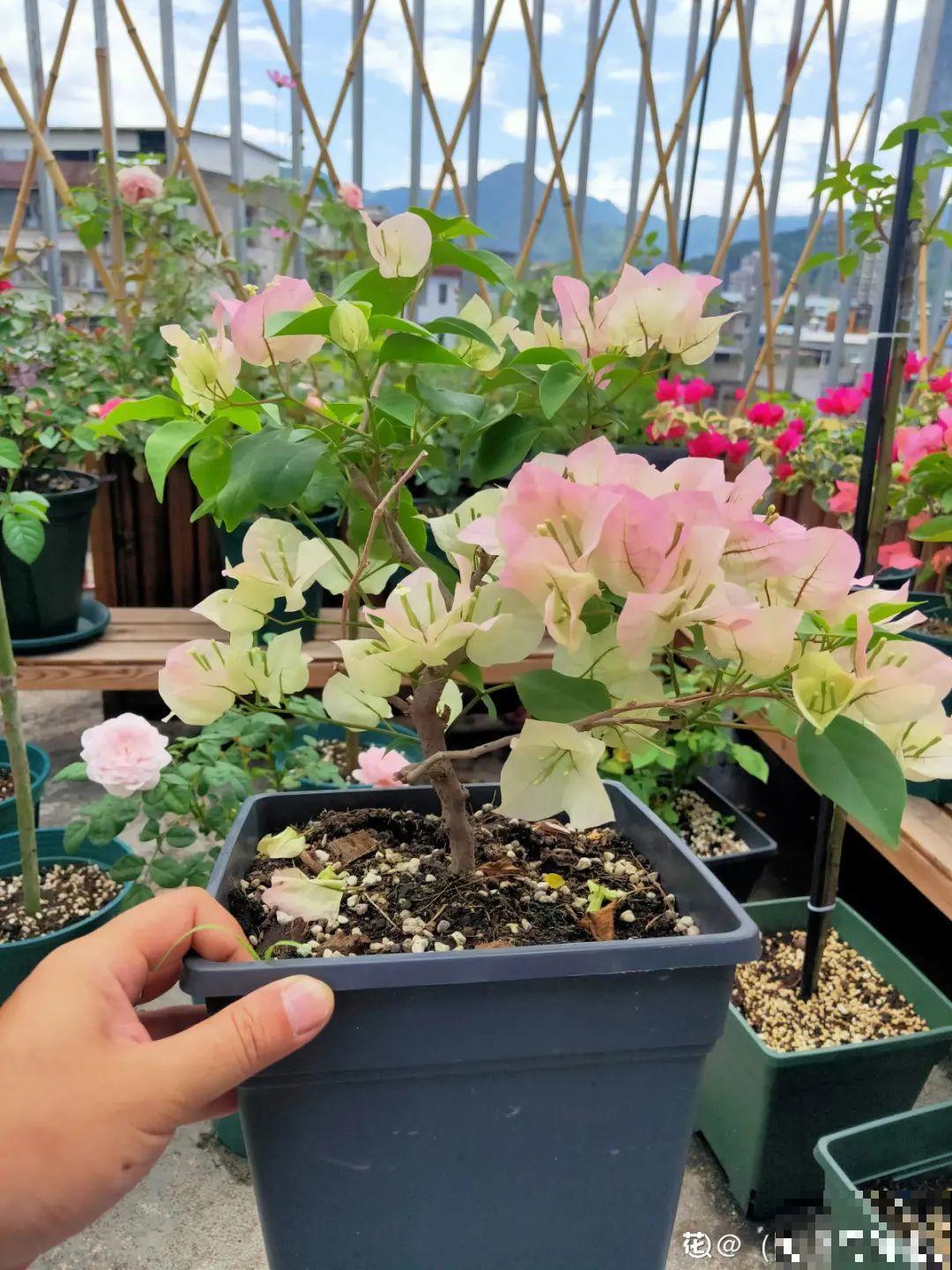 养的花一直不开花，主要是这6点做好，赶紧学起来