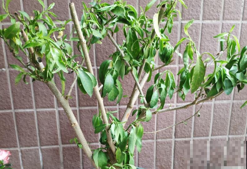 “10大不吉利”花排行榜，新手已经“退货”了，你家养过吗？