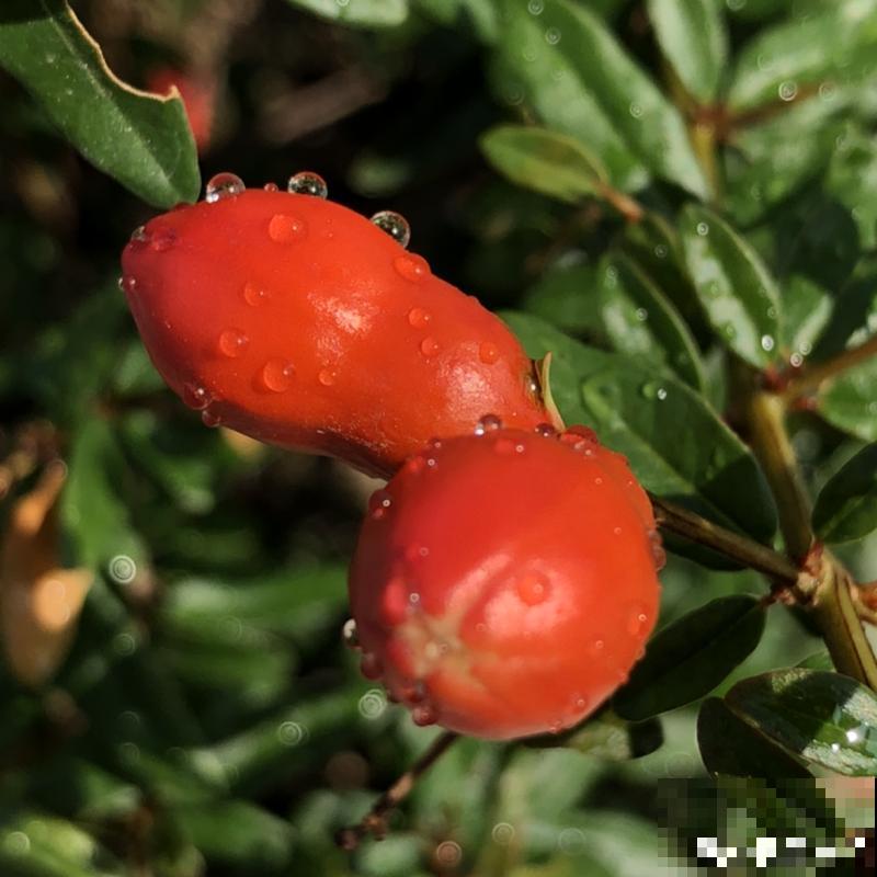 家里养盆“招财花”，一年四季开红花结红果，“招财旺运”又红火