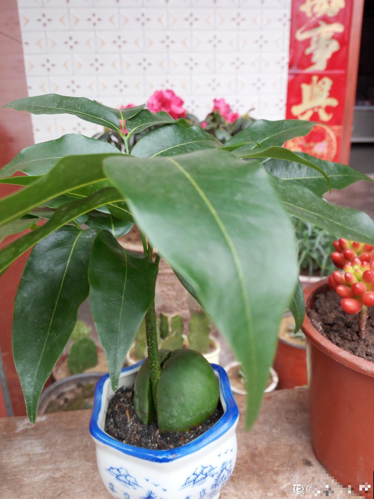 4种花有“旺宅”说法，养在家里“镇宅”，安全感十足