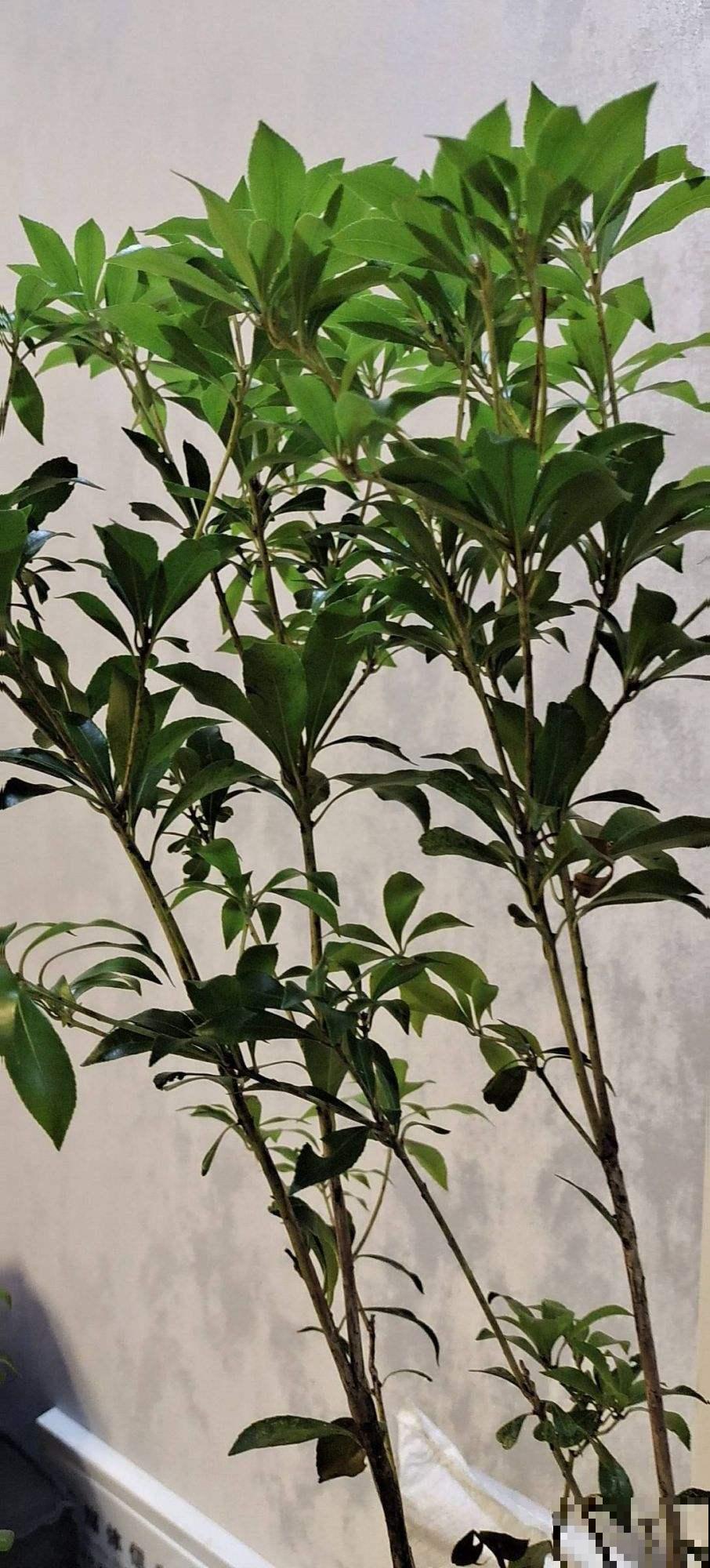 室内软装新宠马醉木,养一棵在家,百搭有气质 室内软装新宠马醉木,养一棵在家,百搭有气质