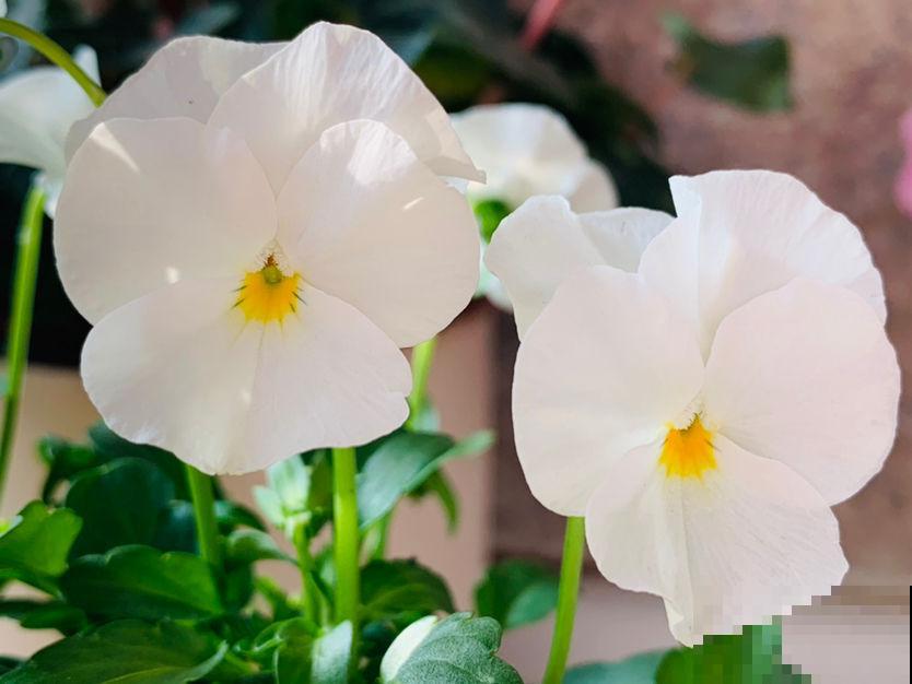 买之前嫌弃的不行,买之后开花颜值超高,这6种花越养越上瘾 买之前嫌弃的不行,买之后开花颜值超高,这6种花越养越上瘾