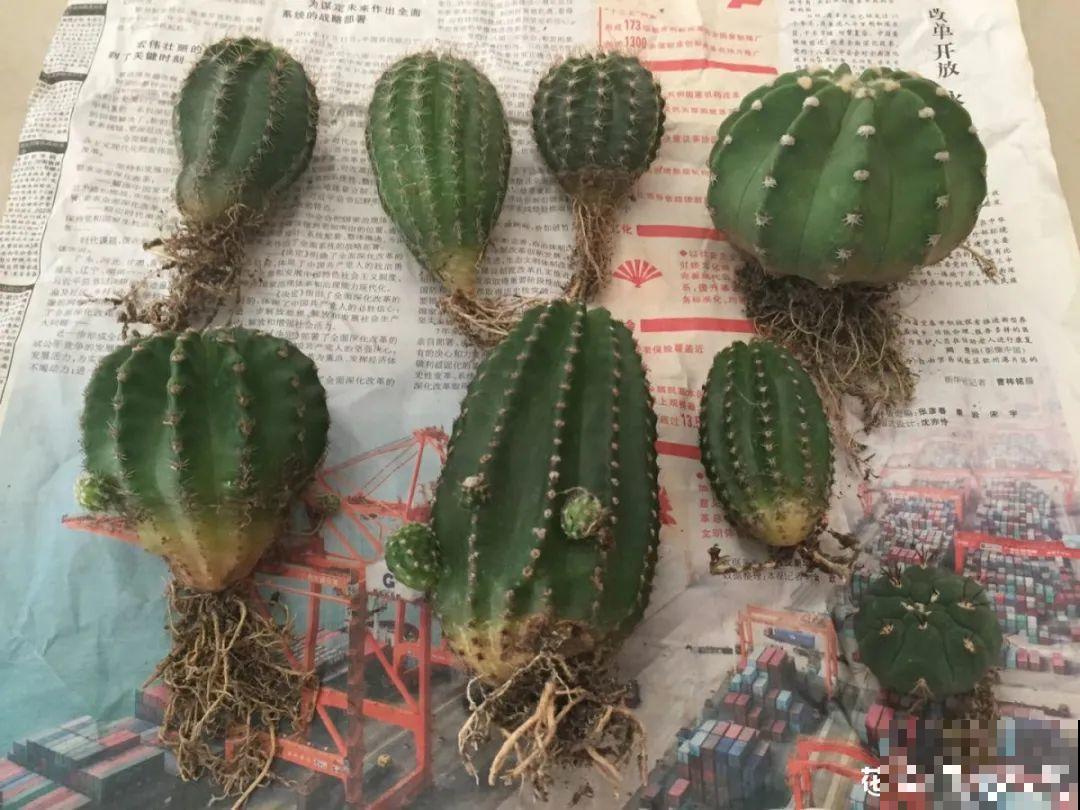 温度低于8度,8种花断水、断肥,明年开花更多 温度低于8度,8种花断水、断肥,明年开花更多