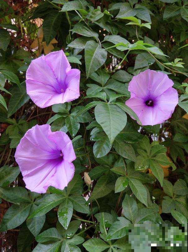 5种入侵植物,看到就赶紧拔掉,留着就是大祸害 5种入侵植物,看到就赶紧拔掉,留着就是大祸害