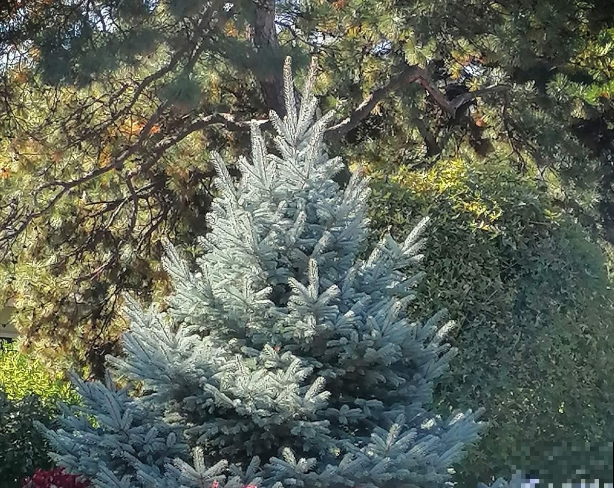 2种植物最适合做“圣诞树”，四季常青，养一盆在家里很合适