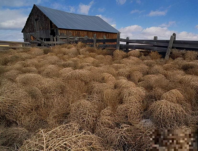 1种野草让美国人心累,中国人却做成美食,废物利用真是高明 1种野草让美国人心累,中国人却做成美食,废物利用真是高明