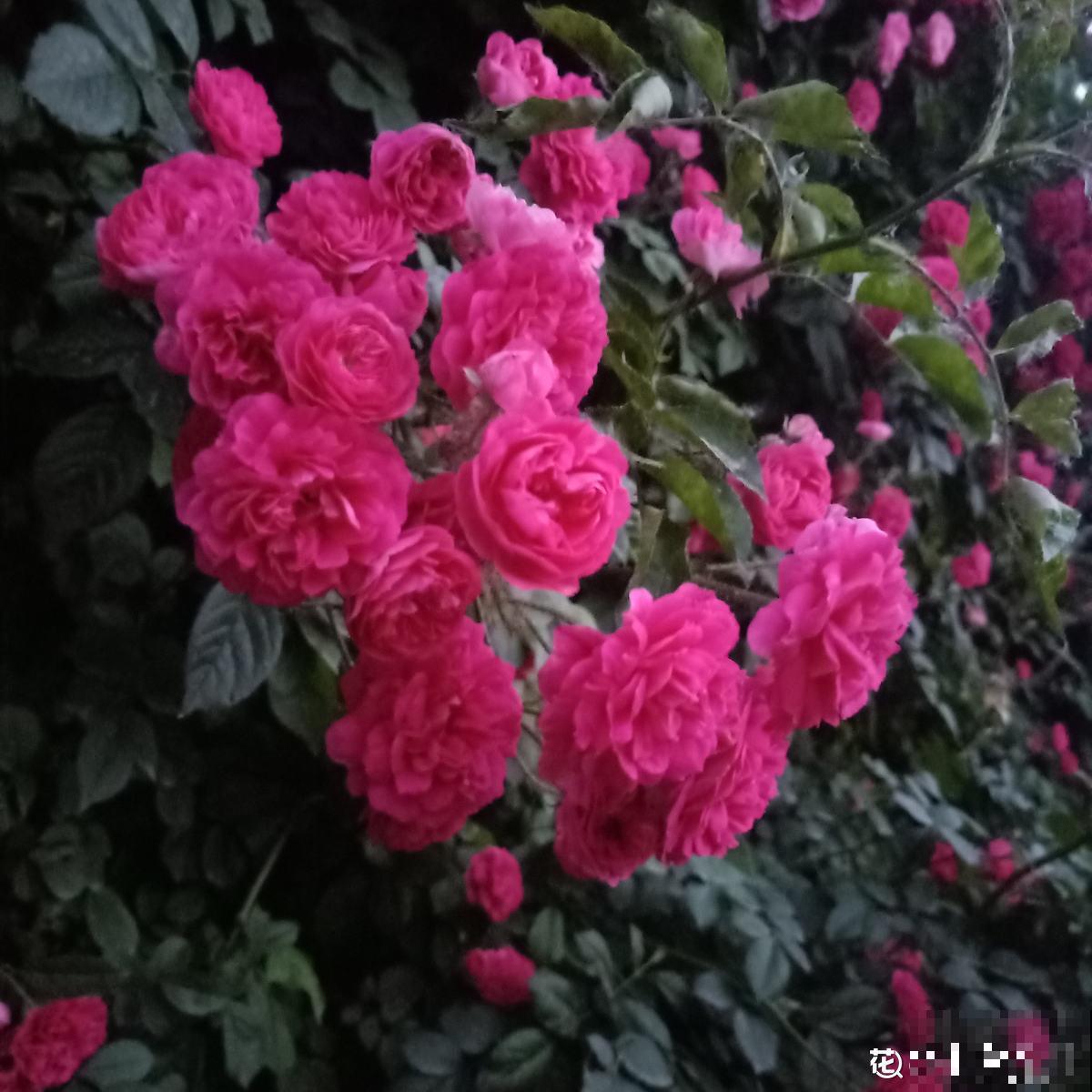 种满一墙头的蔷薇，仿佛身临仙境，活脱脱的花瀑布