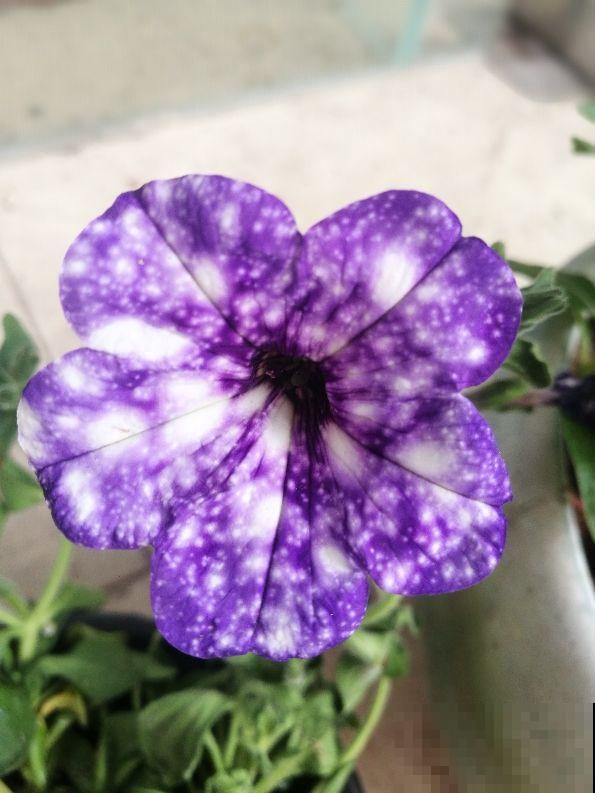 1种矮牵牛颜值高得少见,花朵犹如梦幻星空,神秘又浪漫 1种矮牵牛颜值高得少见,花朵犹如梦幻星空,神秘又浪漫