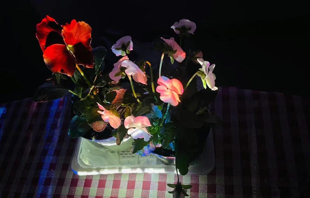 耐寒花清单,10种花能耐零下15度,秋冬养正合适 耐寒花清单,10种花能耐零下15度,秋冬养正合适