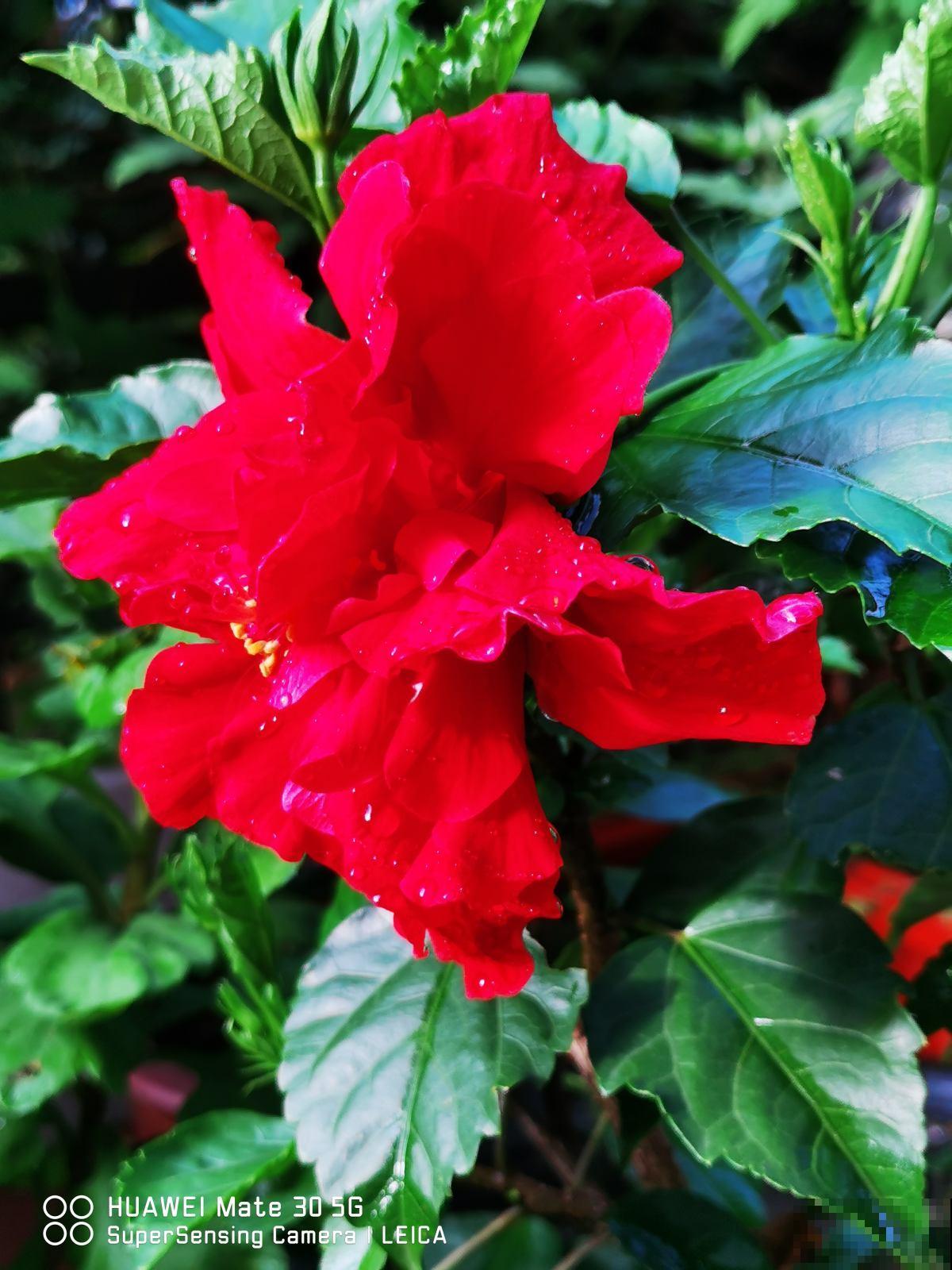 1种“有毒花”危险，但养的人真不少，四季开花花期超长