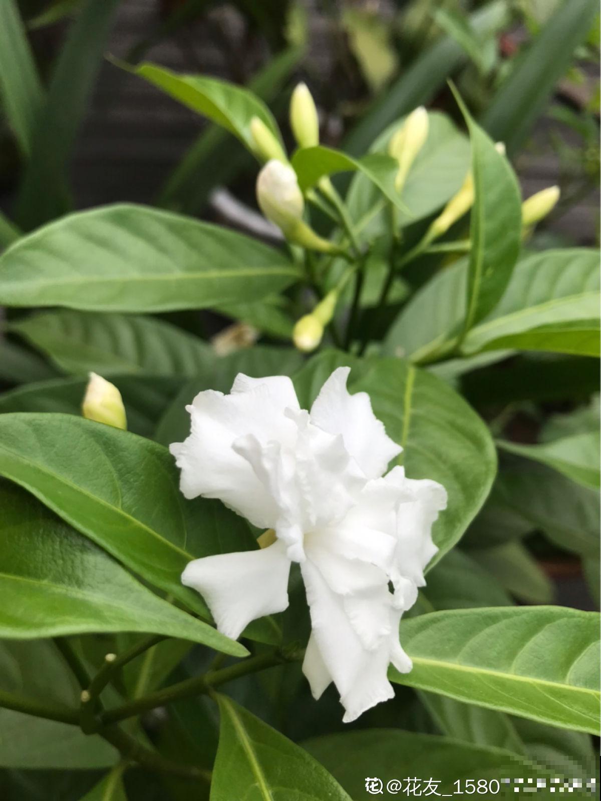 被花名限制的植物,光是听到名字,瞬间失去购买欲 被花名限制的植物,光是听到名字,瞬间失去购买欲