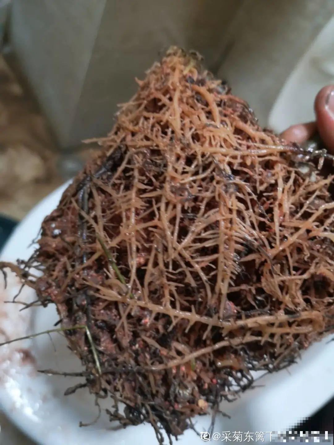 买茶花也要注意“坑”，注意5要点，叶子挺立有精神