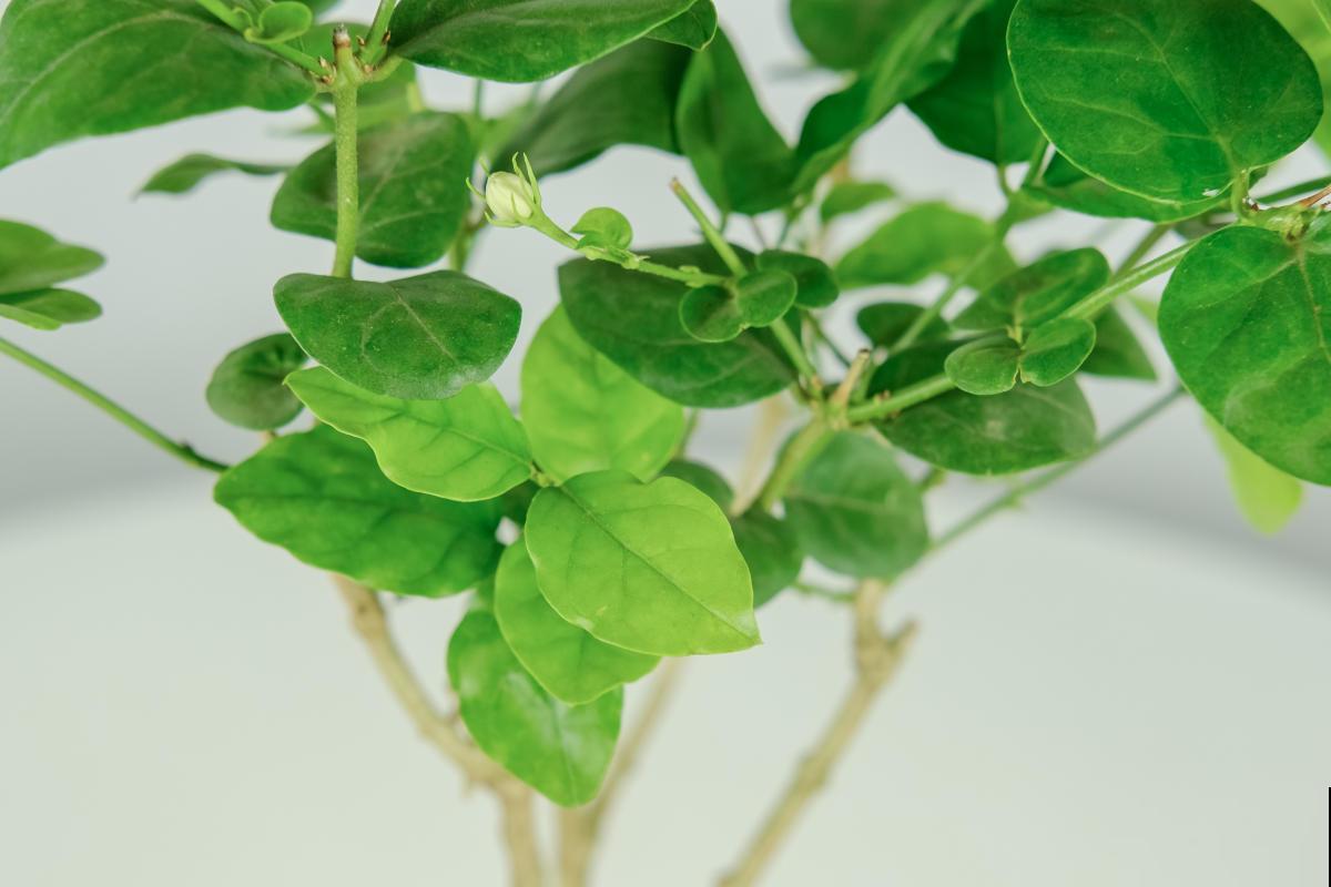 虎头茉莉:茉莉家族颜值的天花板,它凭什么这么强 虎头茉莉:茉莉家族颜值的天花板,它凭什么这么强