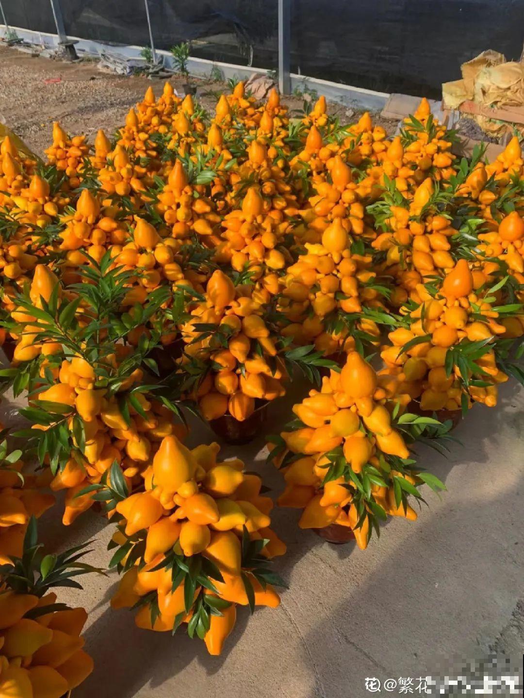 6种植物挂满果子,喜庆热闹,半年都不掉 6种植物挂满果子,喜庆热闹,半年都不掉