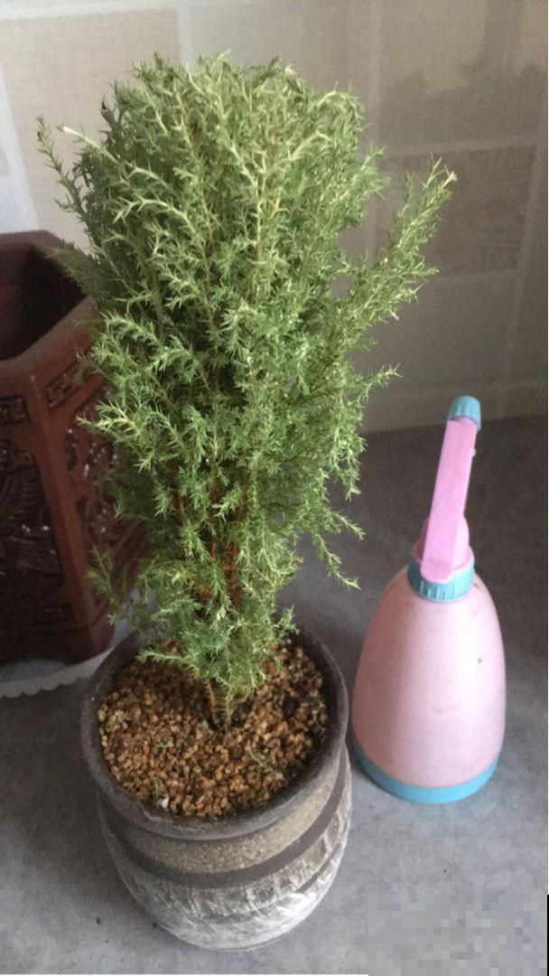 “植物杀手”最适合的植物,养一棵小香松放家里,干净又卫生 “植物杀手”最适合的植物,养一棵小香松放家里,干净又卫生