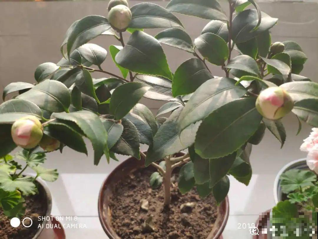 长在审美点上的茶花,香气袭人,花香满是高级感 长在审美点上的茶花,香气袭人,花香满是高级感