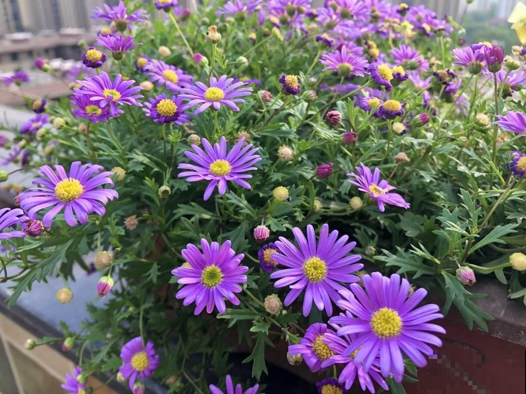 10道花卉竞赛题目，都答对的人太少，答对6道就是大神