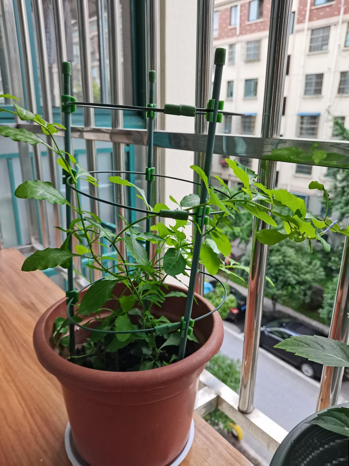 高空抛物真可怕，高楼花盆别乱放，不要因为养花而闯祸