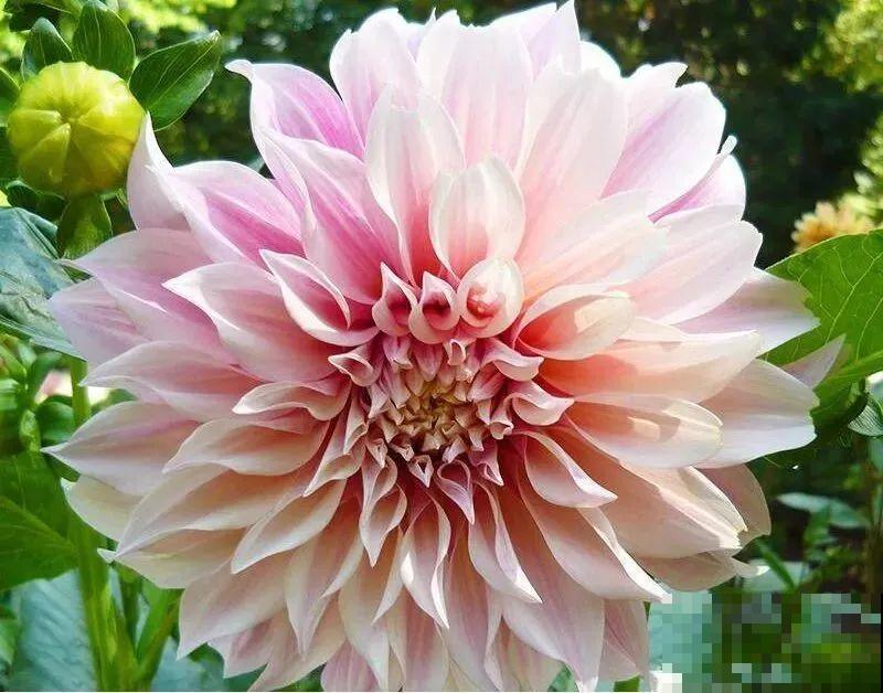 “大丽花门前种，财富到家不是梦”，种点大丽花，喜庆又富贵