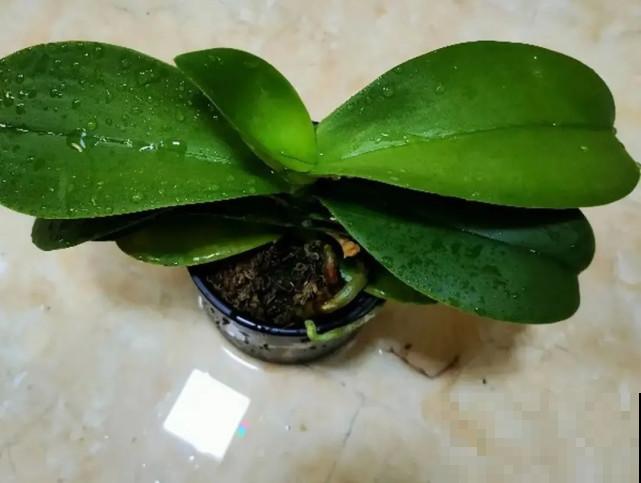 秋天给花补点“猛肥”,嫩芽一茬接一茬,花苞呼呼冒 秋天给花补点“猛肥”,嫩芽一茬接一茬,花苞呼呼冒