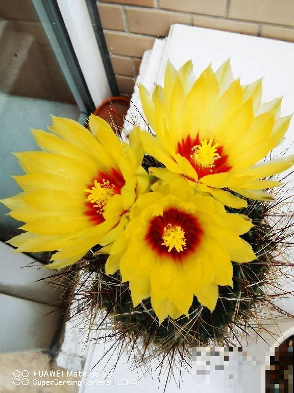 家家都有的小药片，碾碎给花吃一点，枝叶蹭蹭往外冒