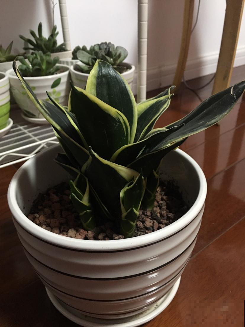 1种花是出了名的“受虐植物”，塞进小盆少浇水，才能长得壮