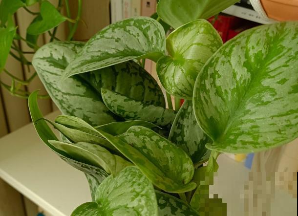 超级耐阴的花,养在北阳台也能爆盆,家里没光养护正合适 超级耐阴的花,养在北阳台也能爆盆,家里没光养护正合适