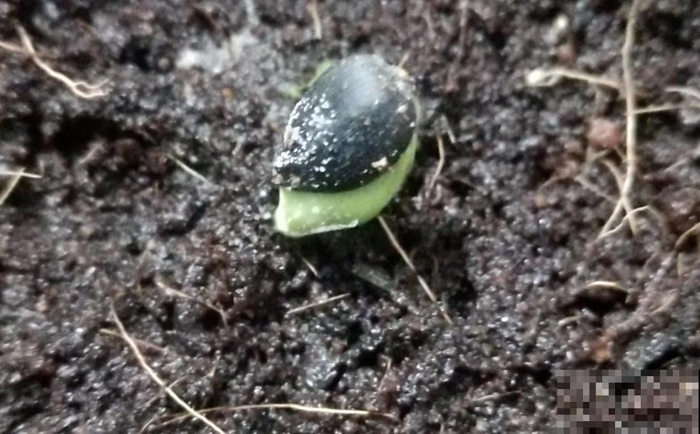 烟丝在啤酒里泡一天，5天给花喝一勺，安全杀虫污染