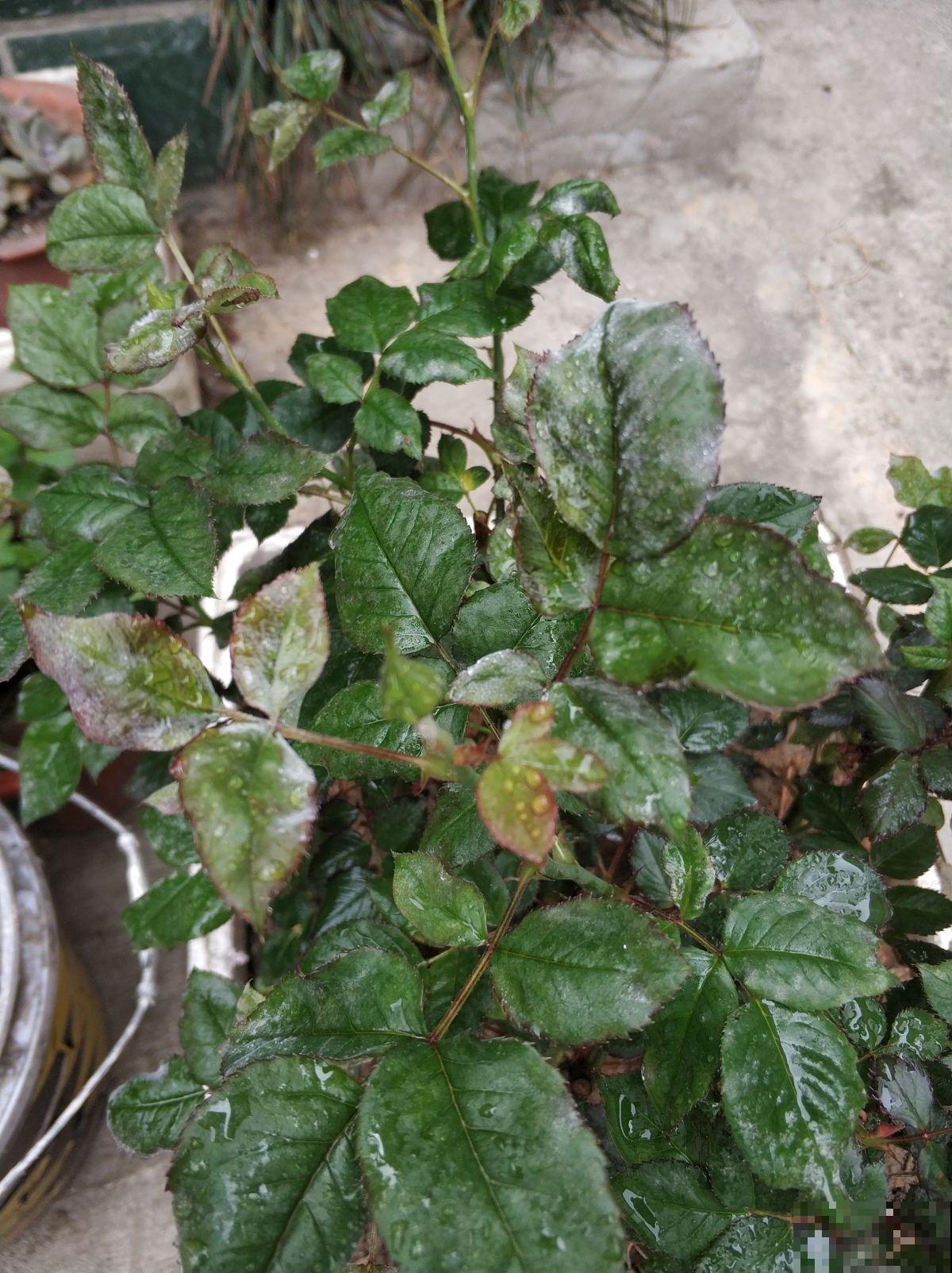 植物叶子出现“白霜”,是白粉病要谨慎起来,三个方法搞定 植物叶子出现“白霜”,是白粉病要谨慎起来,三个方法搞定