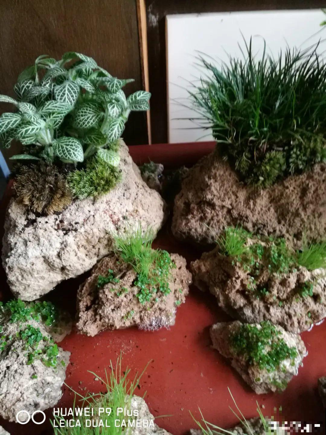 5种花盆,闷根又烂根,一养花就死掉 5种花盆,闷根又烂根,一养花就死掉