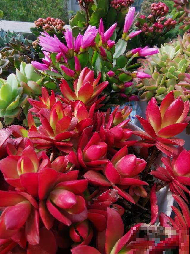 养多肉不上色？问了老花农才知道，记住4个要点很重要