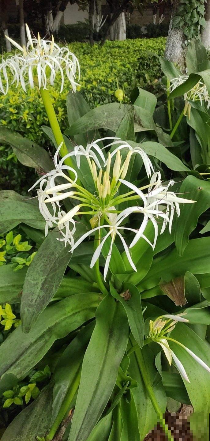 屋子里养盆“香香花”，邻居却说不吉利，还让我赶紧扔掉