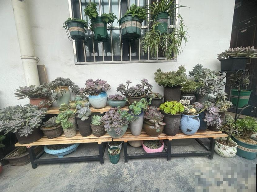 多肉僵苗千万别嫌弃，只需做好两方面，轻松解决问题