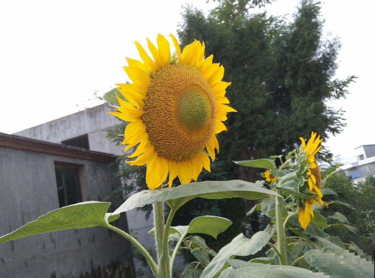 适合孩子养的7种花，好看又好养，感受奇妙生命