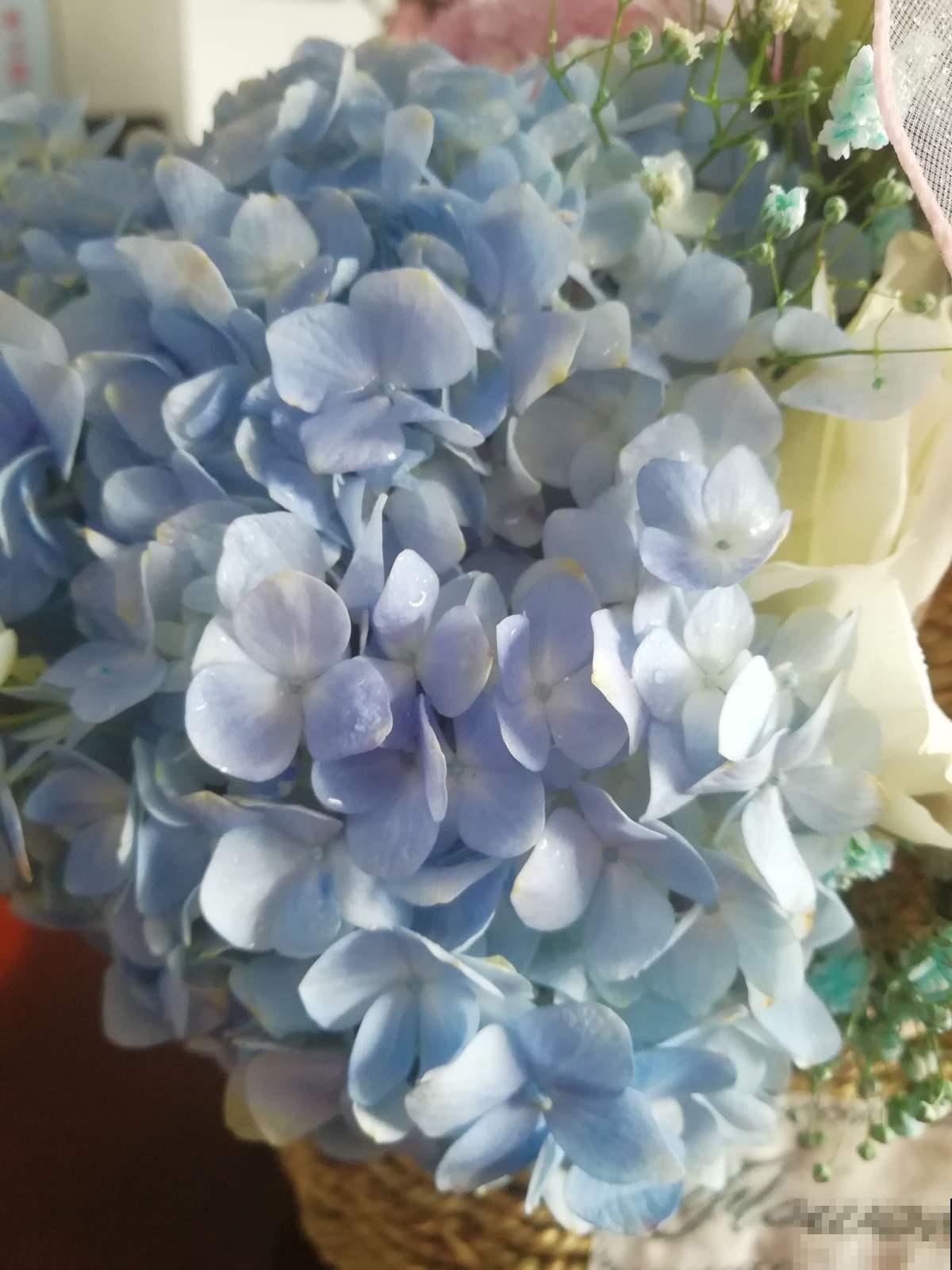 12月养绣球,要做4个核心工作,来年开花比脸还大 12月养绣球,要做4个核心工作,来年开花比脸还大