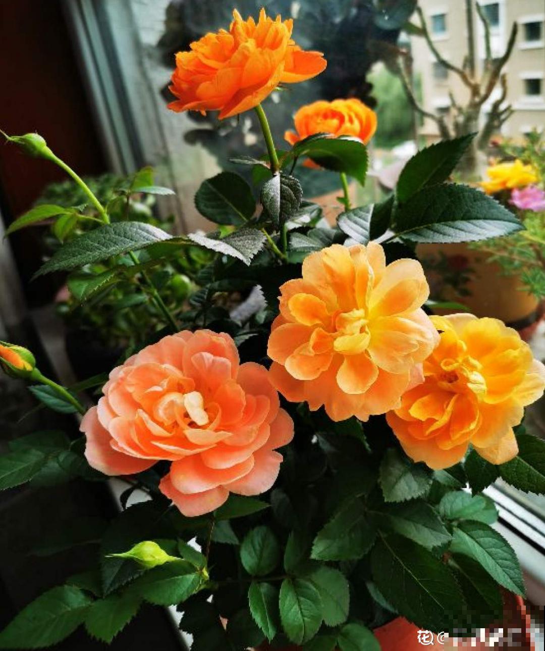 自制养花杀虫水，现在给花喷一喷，3天见效