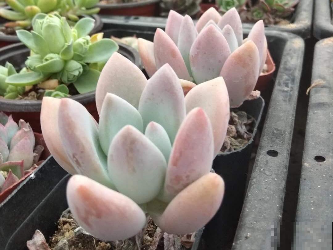 入秋一盆水，休眠的花“醒了”，猛长大花苞