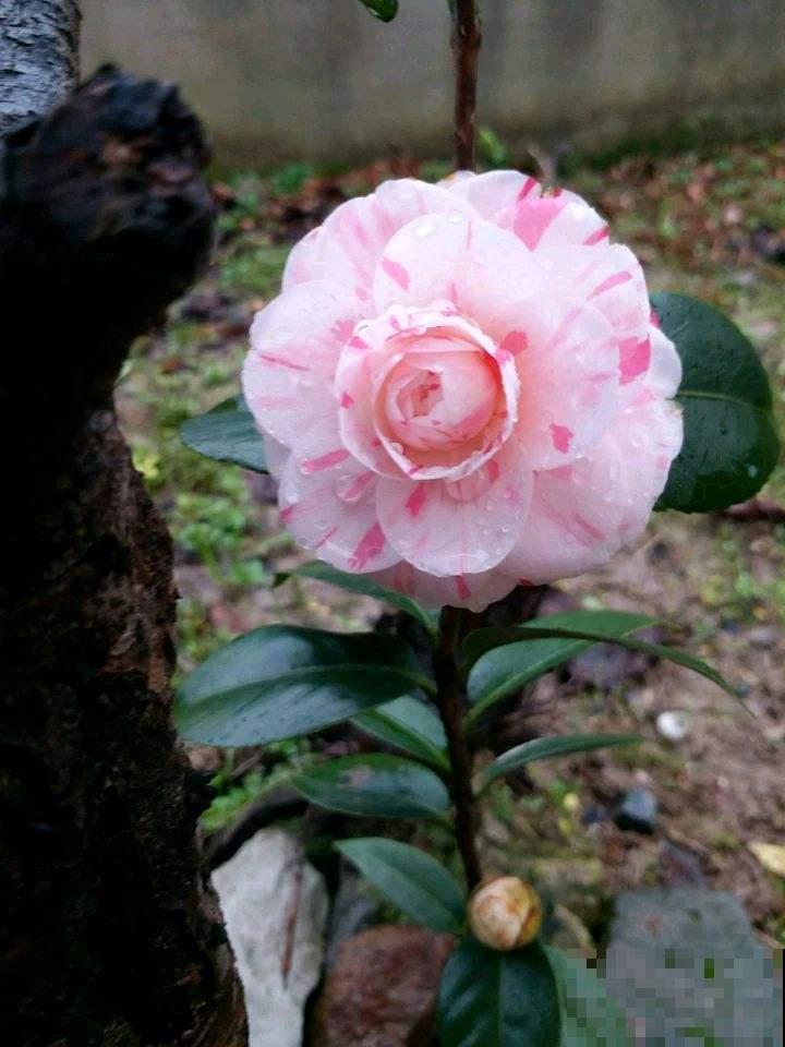 冬日贵气喜庆的茶花,品种真是不少,你知道几个 冬日贵气喜庆的茶花,品种真是不少,你知道几个