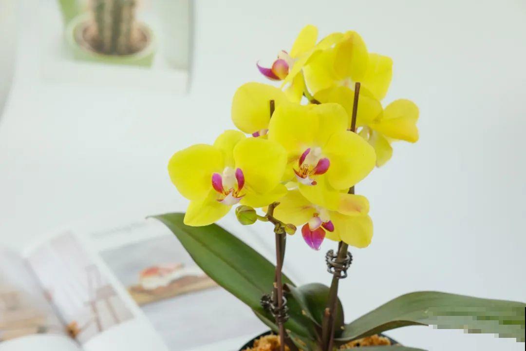 12月啦,快买“喜庆花”,能开3个月,下个月就涨价,别被 12月啦,快买“喜庆花”,能开3个月,下个月就涨价,别被