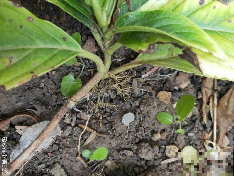 冬天扦插6种花，简单易成活，一盆变多盆