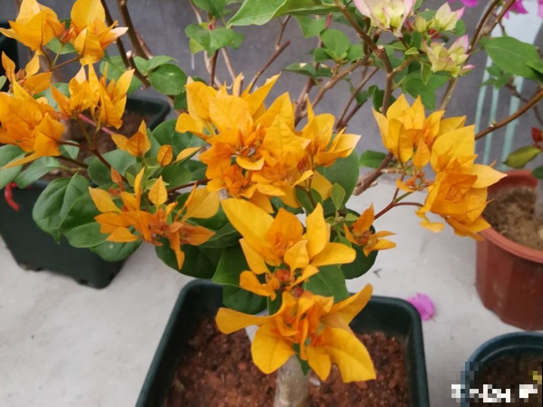 9种花,冬天狠心剪一刀,剪对了明年妥妥爆花 9种花,冬天狠心剪一刀,剪对了明年妥妥爆花