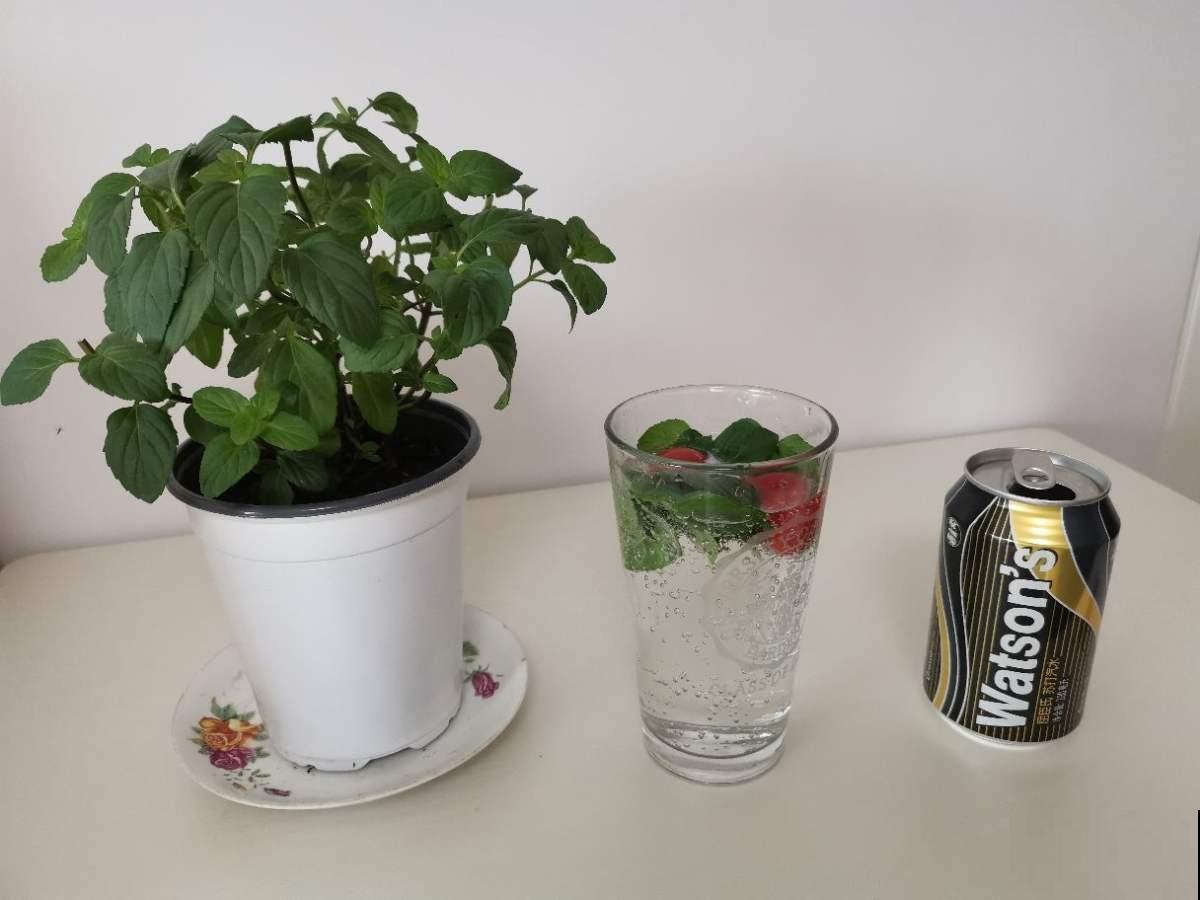 养花积水烂根怎么办？5个办法学起来，保根又促芽