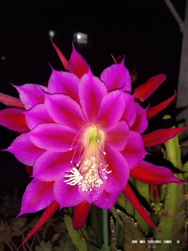 4种花不浇水才长得旺，浇水太多反而不好，烂根又黑腐