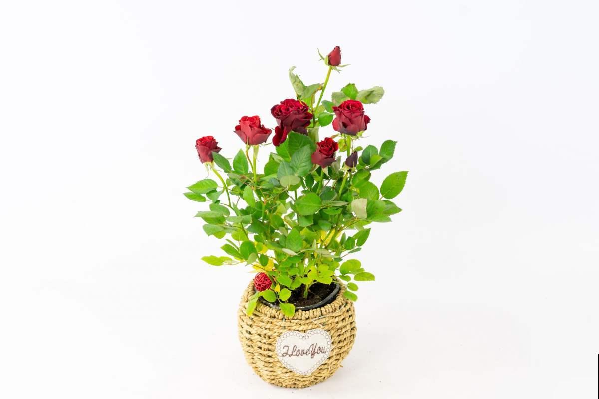 迷你月季3个品种，“阳台党”的福音，颜色堪称红得像“火焰”