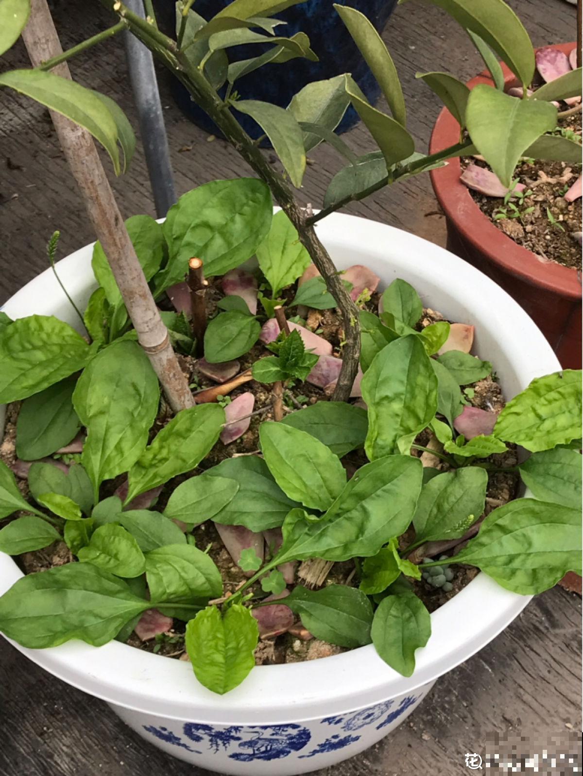 不起眼的野草还有大用处,现在排队上山挖,个个是宝贝 不起眼的野草还有大用处,现在排队上山挖,个个是宝贝