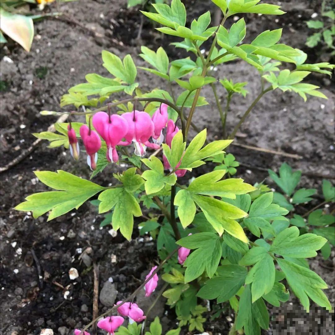 “寿命长”的10种花,寓意好,格调高,老人见了眉开眼笑! “寿命长”的10种花,寓意好,格调高,老人见了眉开眼笑!