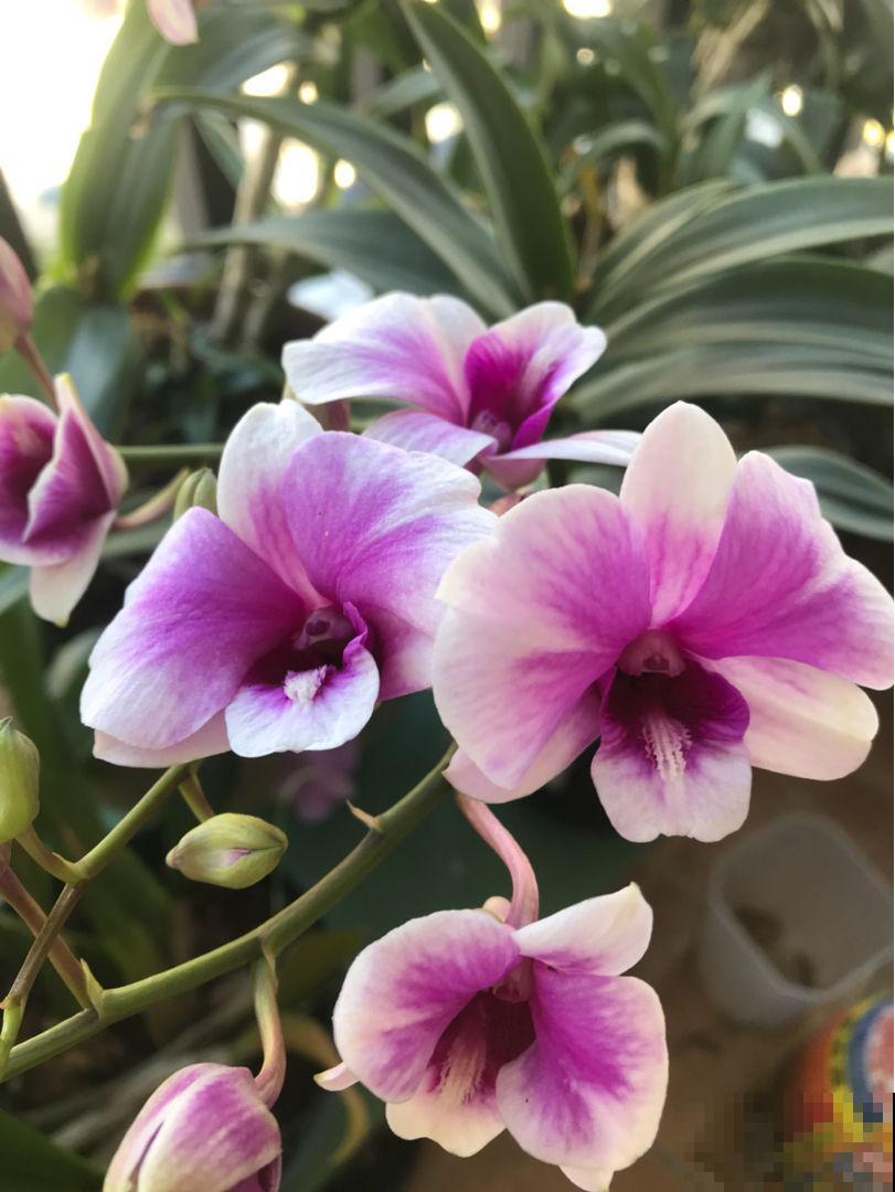 养兰花要注意3要点，养爆盆问题不大，还能越养越壮